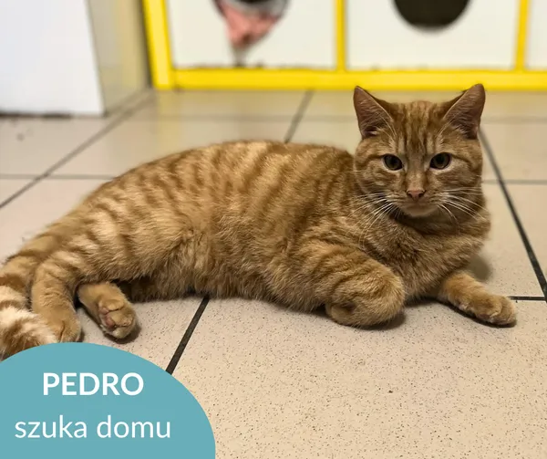 Kot do adopcji, Starogard Gdański, 13 grudnia 2024