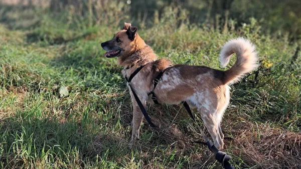 Znaleziono psa, Tatary, 13 lutego 2024 (1/4)