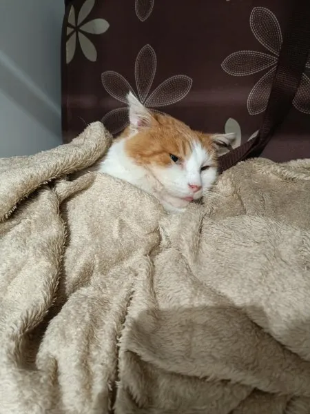 Kot do adopcji, Milanówek, 15 lipca 2025 (4/5)