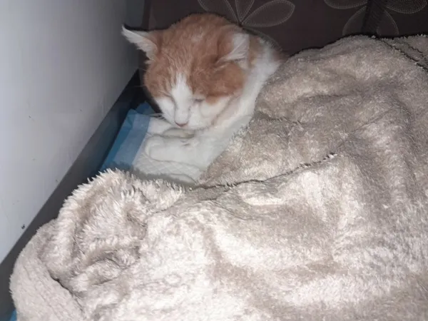 Kot do adopcji, Milanówek, 15 lipca 2025 (5/5)