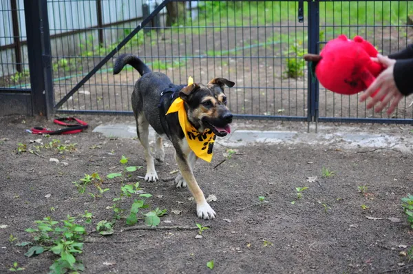 Pies do adopcji, Milanówek, 30 maja 2025 (1/5)