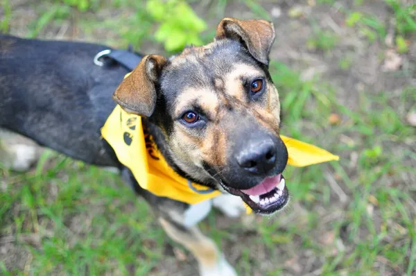 Pies do adopcji, Milanówek, 30 maja 2025 (3/5)