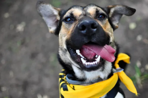 Pies do adopcji, Milanówek, 30 maja 2025 (4/5)