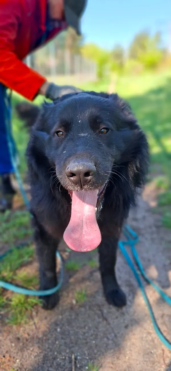 Pies do adopcji, Milanówek, 28 kwietnia 2025 (1/5)