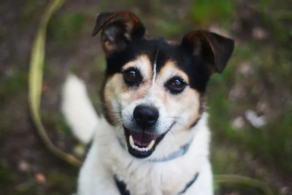 Pies do adopcji, Milanówek, 26 maja 2025 (1/5)