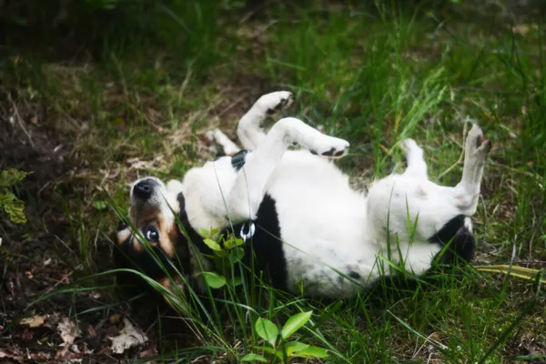 Pies do adopcji, Milanówek, 26 maja 2025 (2/5)