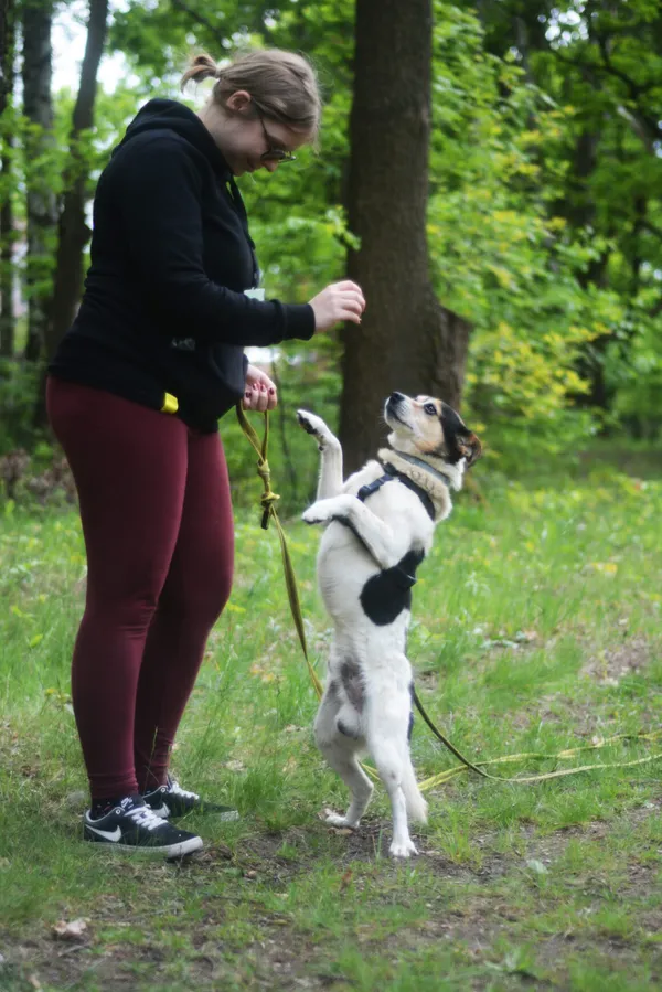 Pies do adopcji, Milanówek, 26 maja 2025 (3/5)