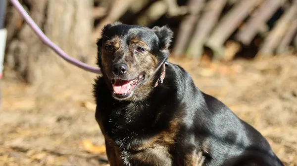 Pies do adopcji, Milanówek, 23 maja 2025 (1/5)