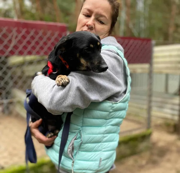 Pies do adopcji, Milanówek, 5 października 2024 (1/5)