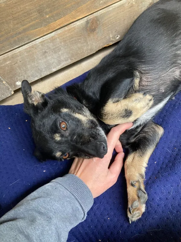 Pies do adopcji, Milanówek, 5 października 2024 (5/5)