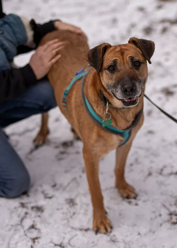 Pies do adopcji, Milanówek, 16 lutego 2025 (2/5)