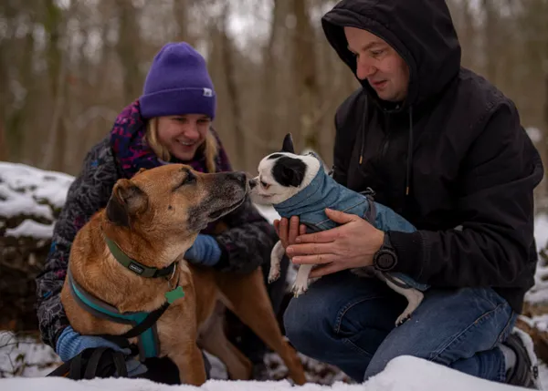 Pies do adopcji, Milanówek, 16 lutego 2025 (5/5)