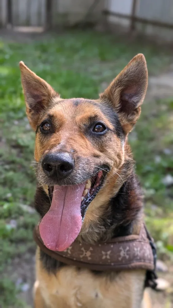 Pies do adopcji, Milanówek, 20 października 2024 (1/5)