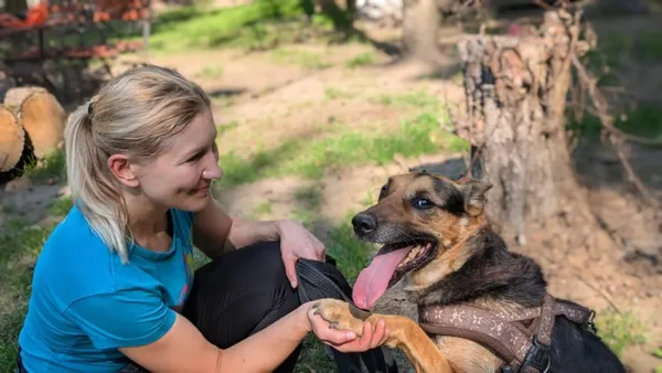 Pies do adopcji, Milanówek, 20 października 2024 (2/5)