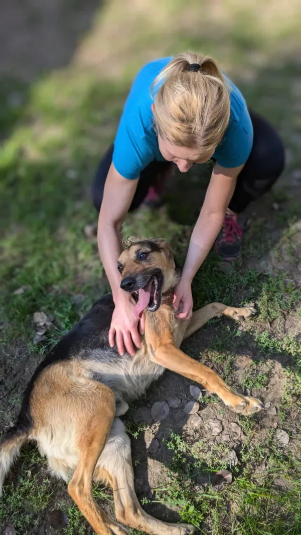 Pies do adopcji, Milanówek, 20 października 2024 (5/5)