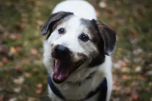 Pies do adopcji, Milanówek, 3 listopada 2024 (1/5)