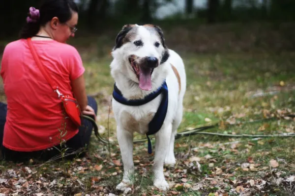 Pies do adopcji, Milanówek, 3 listopada 2024 (3/5)
