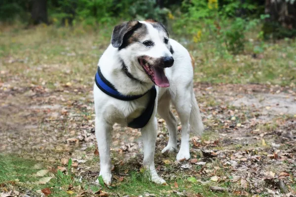 Pies do adopcji, Milanówek, 3 listopada 2024 (4/5)