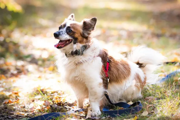 Pies do adopcji, Milanówek, 21 października 2024 (1/5)