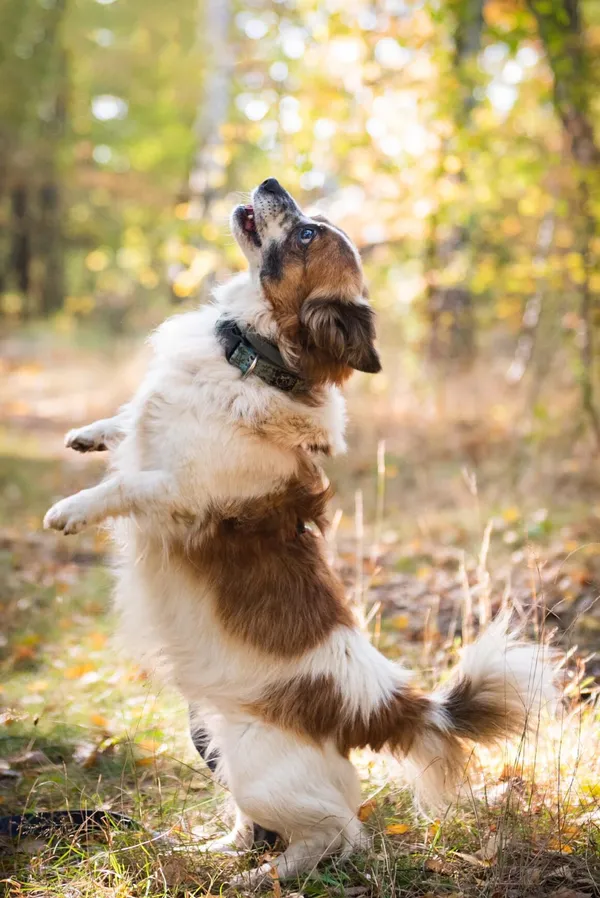 Pies do adopcji, Milanówek, 21 października 2024 (3/5)