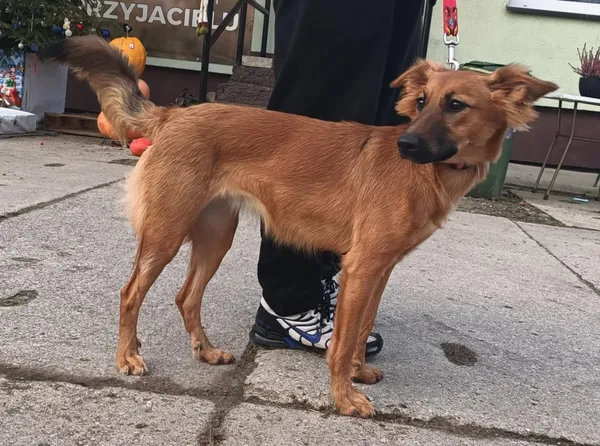 Znaleziono psa, Pieckowo, 12 grudnia 2024 (4/5)