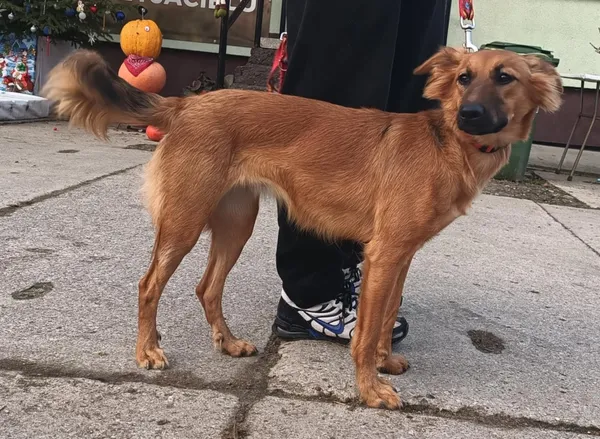 Znaleziono psa, Pieckowo, 12 grudnia 2024 (5/5)