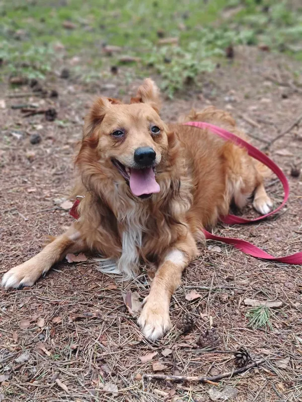 Pies do adopcji, Olsztyn, 23 lipca 2024 (2/5)