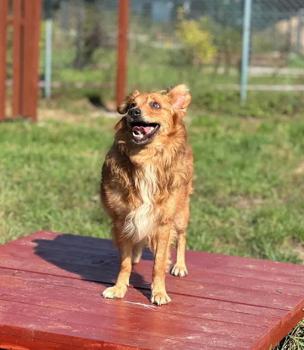 Pies do adopcji, Olsztyn, 23 lipca 2024 (3/5)