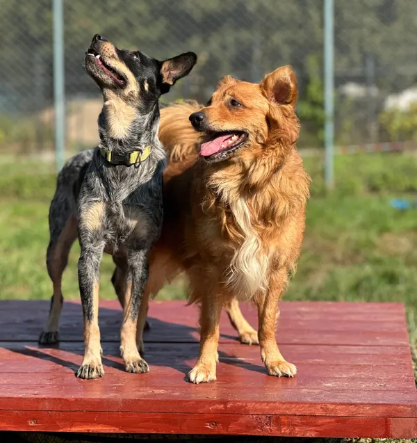 Pies do adopcji, Olsztyn, 23 lipca 2024 (4/5)