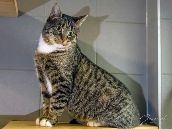 Kot do adopcji, Sopot, 14 grudnia 2024 (1/4)