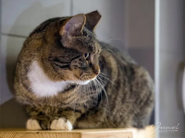 Kot do adopcji, Sopot, 14 grudnia 2024 (2/4)