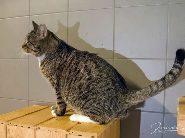 Kot do adopcji, Sopot, 14 grudnia 2024 (3/4)