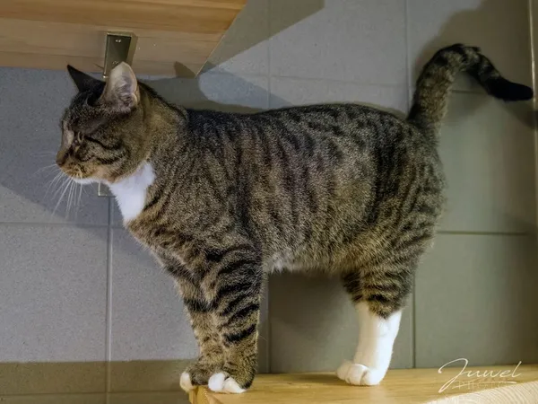 Kot do adopcji, Sopot, 14 grudnia 2024 (4/4)