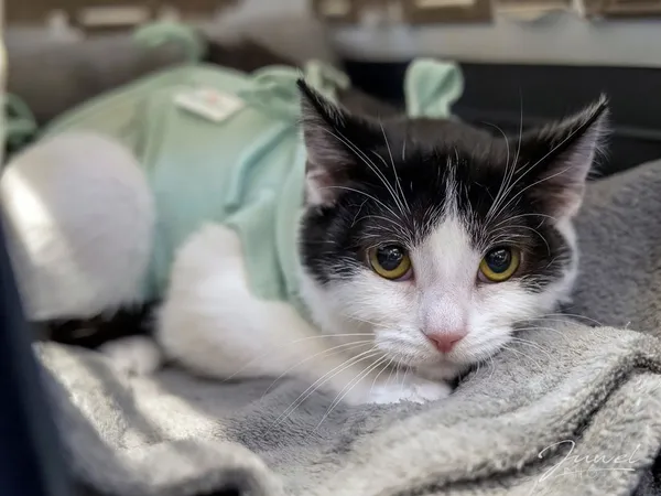 Kot do adopcji, Sopot, 14 grudnia 2024 (1/5)