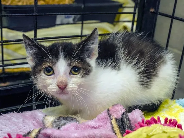 Kot do adopcji, Sopot, 14 grudnia 2024 (5/5)