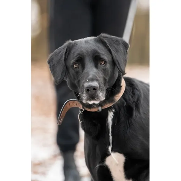 Pies do adopcji, Wrocław, 18 listopada 2021