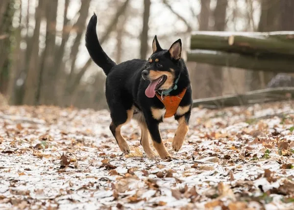 Pies do adopcji, Wrocław, 13 listopada 2023