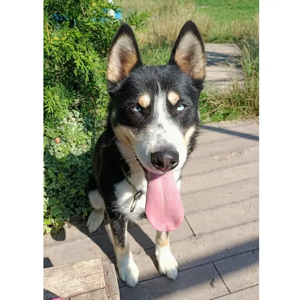 Pies do adopcji, Wrocław, 29 maja 2021