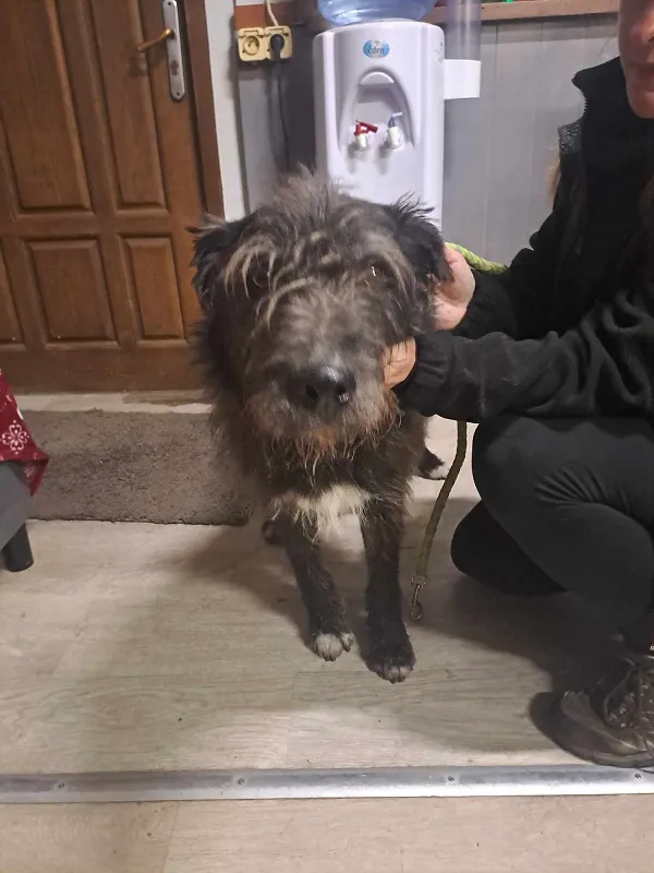 Znaleziono psa, Dąbrówka, 14 grudnia 2024