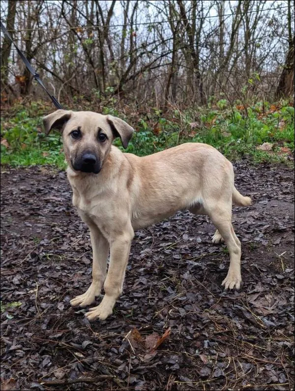 Znaleziono psa, Grudziądz, 13 listopada 2024