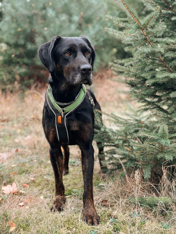 Pies do adopcji, Korabiewice, 14 grudnia 2024 (3/5)