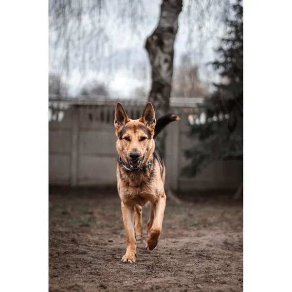 Znaleziono psa, Białystok, 25 listopada 2024 (2/4)