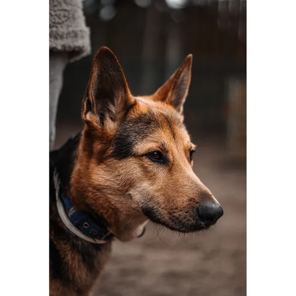 Znaleziono psa, Białystok, 25 listopada 2024 (3/4)