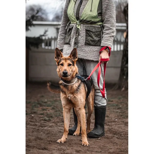 Znaleziono psa, Białystok, 25 listopada 2024 (4/4)