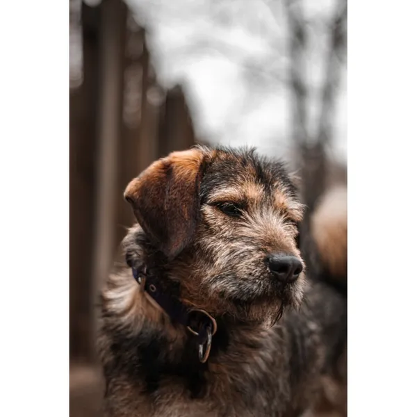 Znaleziono psa, Białystok, 27 listopada 2024 (1/4)