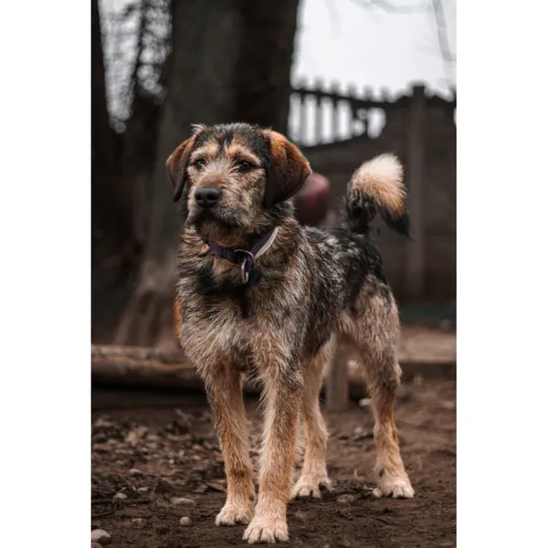 Znaleziono psa, Białystok, 27 listopada 2024 (3/4)