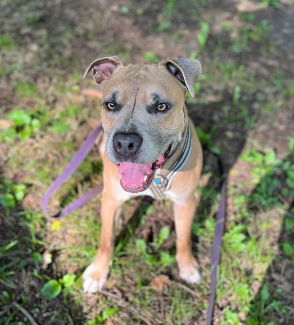 Pies do adopcji, Olsztyn, 4 grudnia 2024 (1/5)