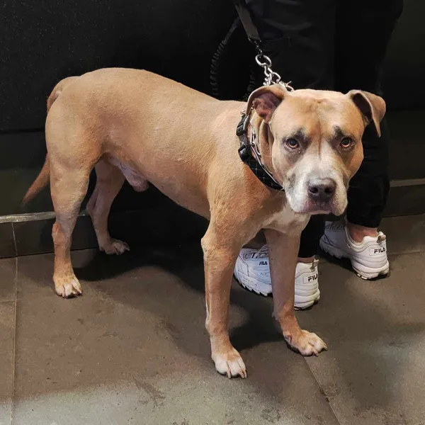 Pies do adopcji, Olsztyn, 4 grudnia 2024 (5/5)