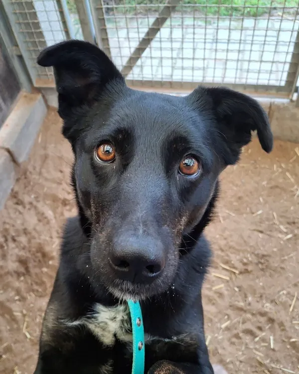 Pies do adopcji, Olsztyn, 11 listopada 2024 (1/2)