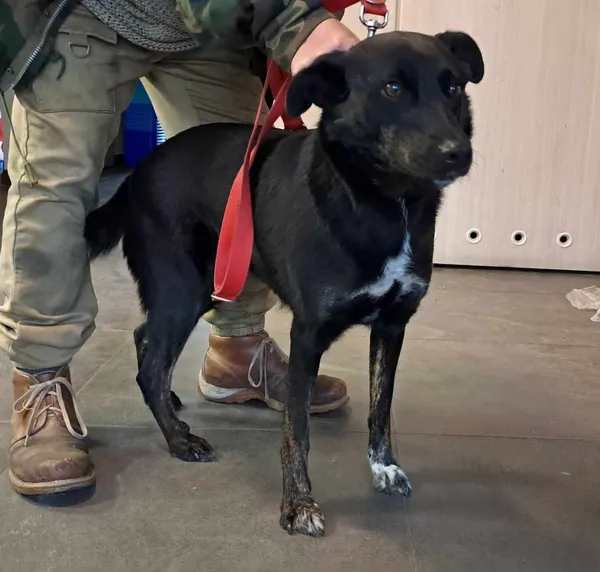 Pies do adopcji, Olsztyn, 11 listopada 2024 (2/2)